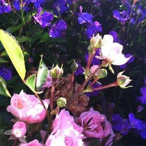 Meet your Posher, Sally